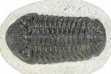 Bumpy Morocops Trilobite - Ofaten, Morocco #341176-2